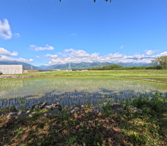 田植えの風景